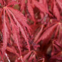 **Crimson Princess Acer palmatum: Deep red, finely dissected leaves with delicate texture, creating a lush, ornamental display. **