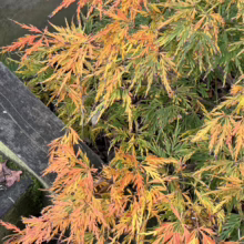 Acer palmatum 'Green Mist' showcasing vibrant autumn foliage—orange, yellow, and green hues create a stunning display near a wooden fence
