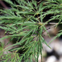 Acer palmatum var. dissectum 'Green Mist': Delicate, feathery light green foliage of this stunning Japanese maple.