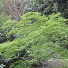 Acer palmatum var. dissectum 'Green Mist' – weeping Japanese maple with delicate, bright green foliage and graceful, cascading form.