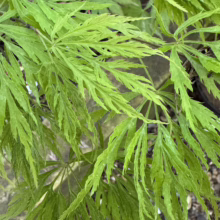 Acer palmatum 'Green Mist': Delicate, feathery light green leaves of a Japanese maple, showcasing its fine texture and vibrant spring color