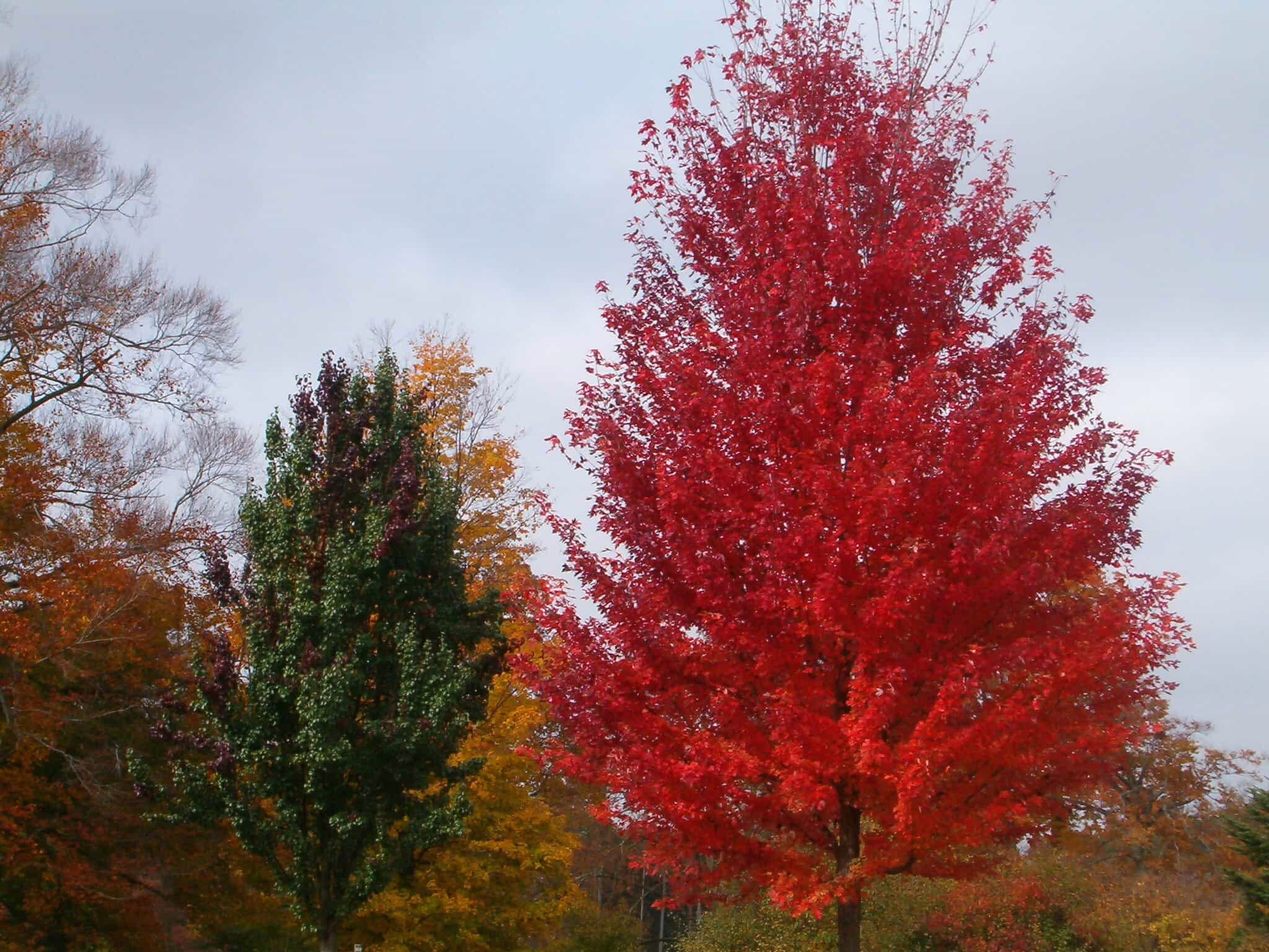 Acer rubrum 'Blythewood' tree with vibrant red autumn foliage, contrasting with green and gold fall colors in the background