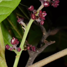 Alectryon excelsus subsp. grandis branch showing clusters of tiny, deep red flowers and vibrant green leaves
