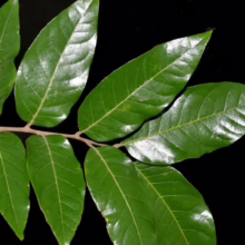 Alectryon excelsus subsp. grandis branch with vibrant, glossy green leaves against a stark black background