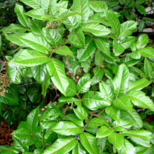 Alectryon excelsus subsp. grandis: Lush, glossy green leaves on a young tree, showcasing its vibrant foliage and dense growth habit.