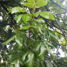 Alectryon excelsus subsp. grandis branch with glossy green leaves, showcasing vibrant new growth against a backdrop of mature foliage