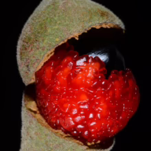 Alectryon excelsus subsp. grandis fruit pod, split to show vibrant red aril surrounding a glossy black seed