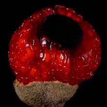 Alectryon excelsus subsp. grandis fruit: a vibrant red berry revealing a glossy black seed, atop a textured green base.