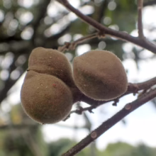 Alectryon excelsus subsp. grandis: Three fuzzy, round, light brown fruits clustered on a twig, against a blurred green backdrop.