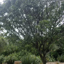 Alectryon excelsus subsp. grandis tree with dense green leaves, providing shade near park benches amongst flax plants.