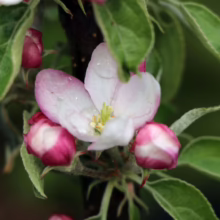 Apple ‘Waltz’ blossom: White petals edged in pink, surrounding yellow stamens, with tight pink buds and green leaves.