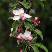 Apple ‘Waltz’ blossoms: Pink-tinged white flowers and red buds on a branch with green leaves, signaling spring