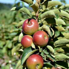 Apple ‘Waltz’ branch with ripe red apples and green leaves, ready for picking