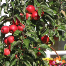 Apple ‘Waltz’ tree laden with ripe, bright red apples amongst lush green leaves, ready for harvest