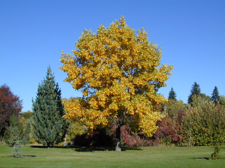 Golden shade tree for paddocks, with a full canopy of yellow leaves against a clear blue sky. A lush green lawn and various trees with fall colors provide a scenic backdrop.
