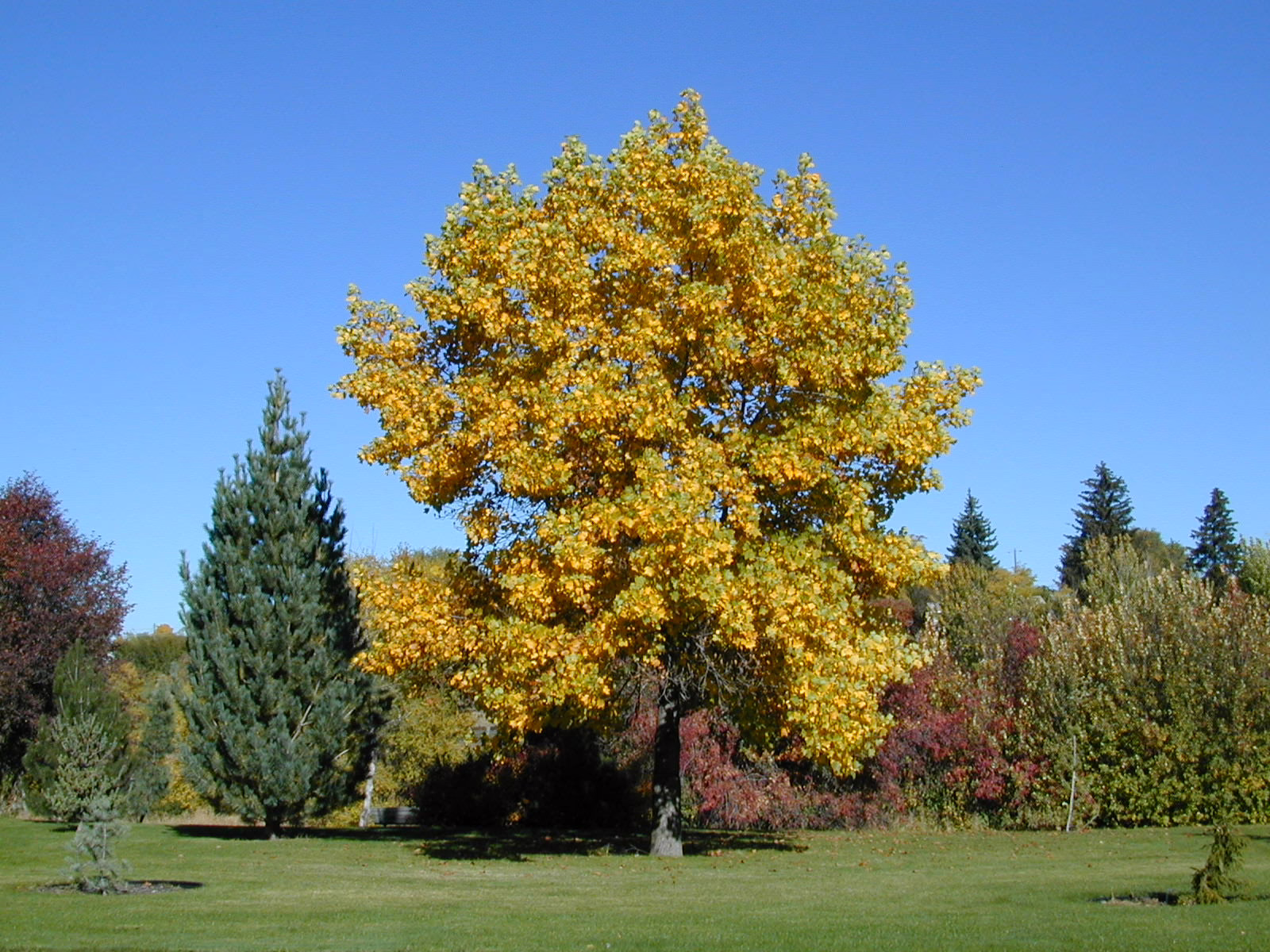 Golden shade tree for paddocks, with a full canopy of yellow leaves against a clear blue sky. A lush green lawn and various trees with fall colors provide a scenic backdrop.