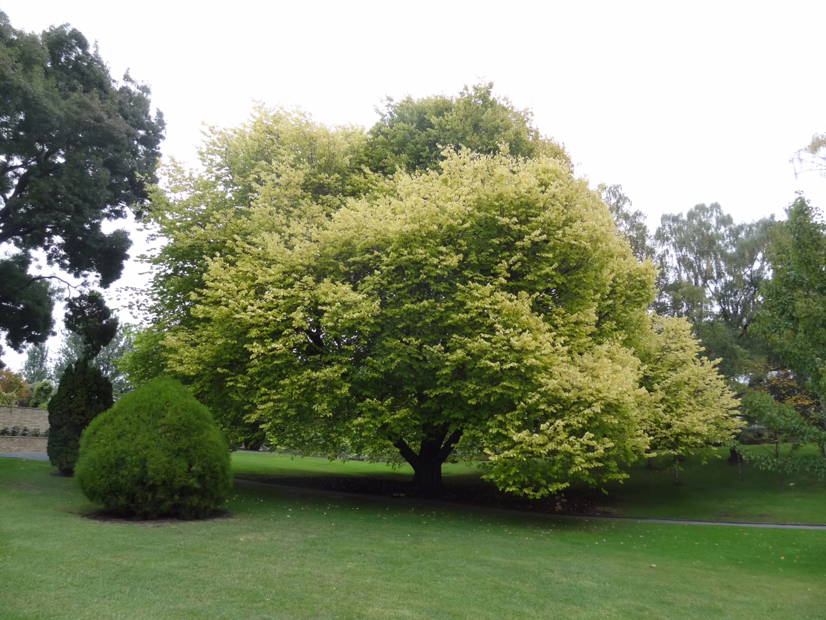 A large shade tree for paddocks, with bright green and yellow leaves, stands prominently on a lush green lawn. Other trees and landscaping are visible in the background.