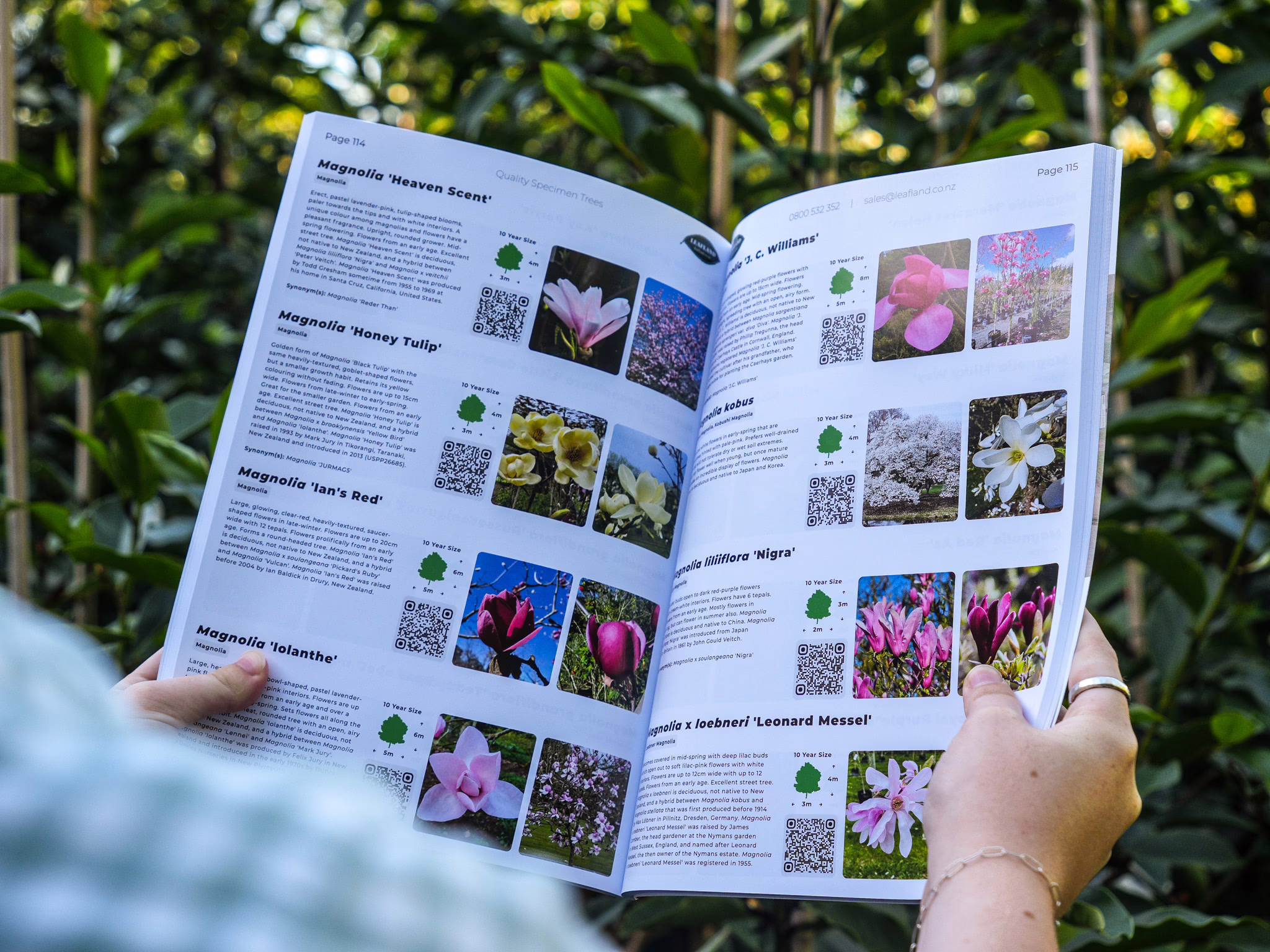 A tree catalogue spread featuring vibrant magnolia blossoms in shades of pink, red, and yellow. Text highlights the 'Heaven Scent', 'Honey Tulip', and 'Ian's Red' varieties, detailing their unique colors and growth habits.
