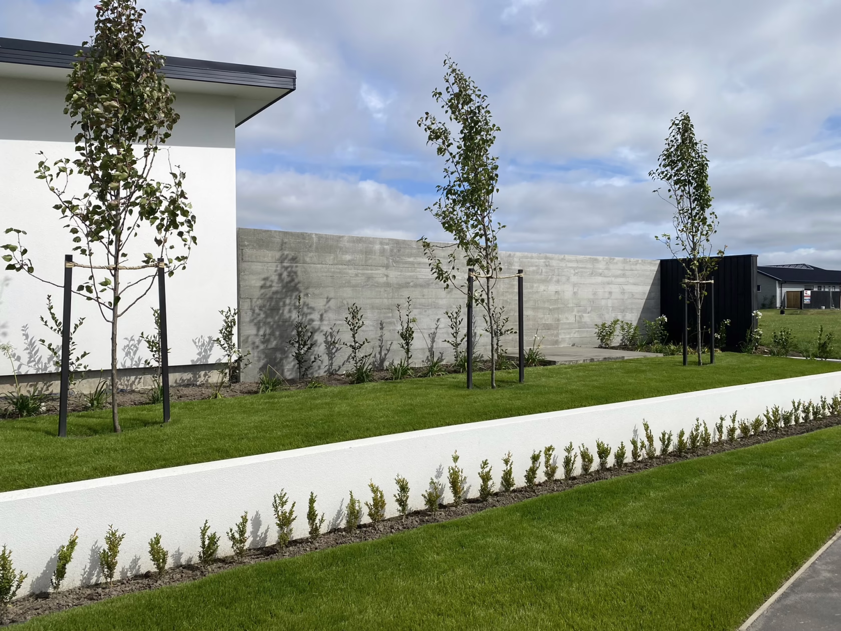 Landscaped front yard featuring three Pyrus calleryana 'Slim Jim' trees, a concrete retaining wall, a white fence with small shrubs, and a green lawn. The image highlights the trees' slender form.