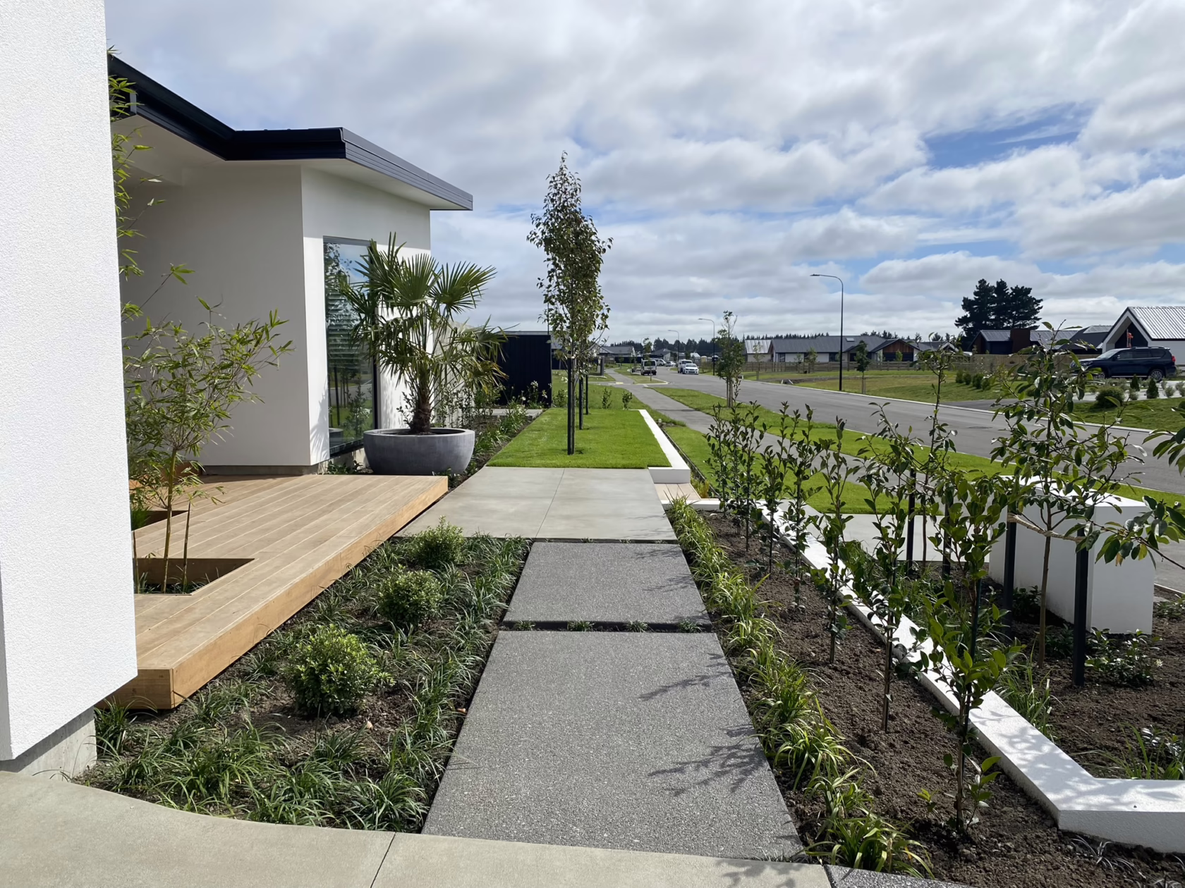 Modern home featuring Pyrus calleryana 'Slim Jim' trees lining the walkway. The landscape design includes a concrete path, lush greenery, and a palm tree in a pot, enhancing the home's curb appeal.