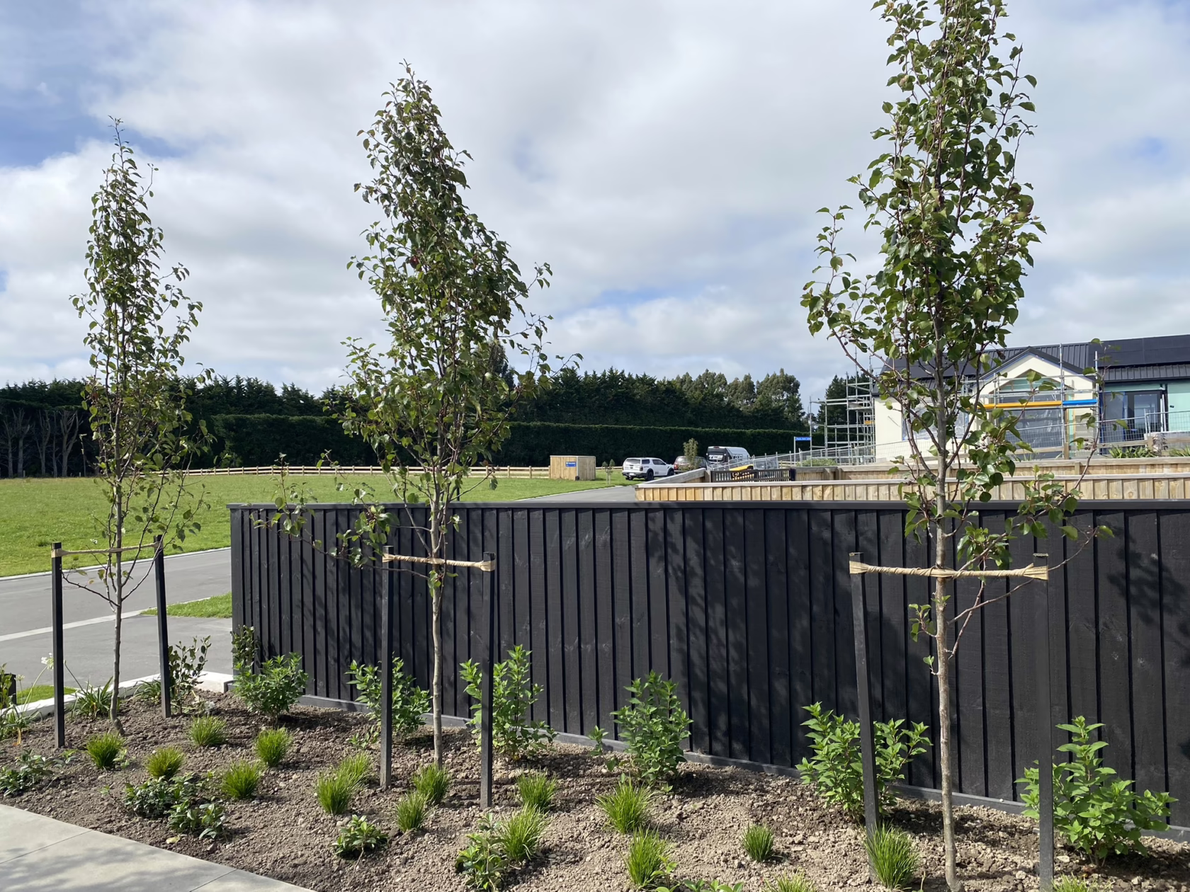 Three Pyrus calleryana ‘Slim Jim’ trees line a modern black fence in a newly landscaped yard. The trees, featured by Epic Landscape Design, are staked and surrounded by fresh plantings under a partly cloudy sky.