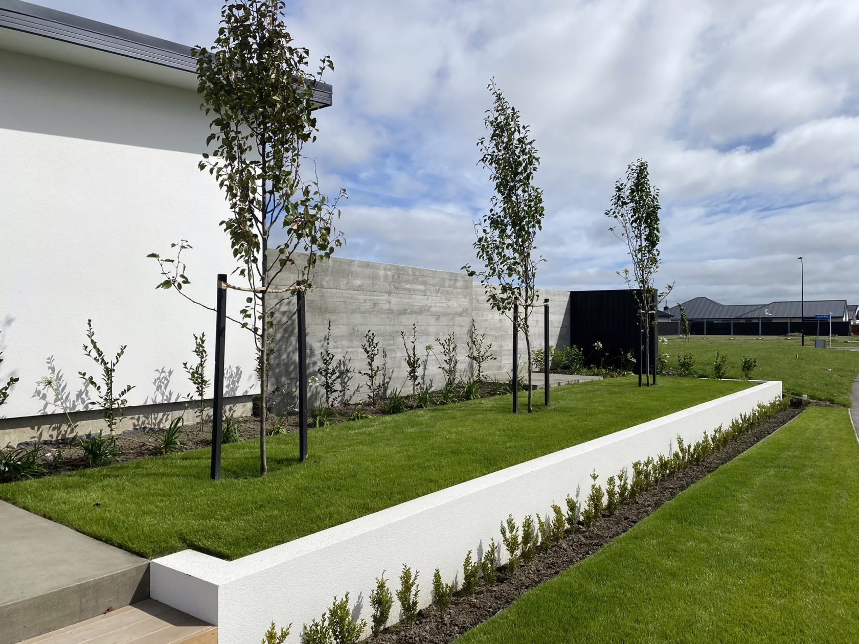 Pyrus calleryana 'Slim Jim' trees line a modern landscape. Freshly cut green lawn, white textured wall, and a concrete fence create a clean, architectural design.