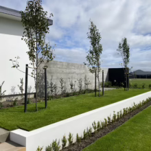 Pyrus calleryana 'Slim Jim' trees line a modern landscape. Freshly cut green lawn, white textured wall, and a concrete fence create a clean, architectural design.
