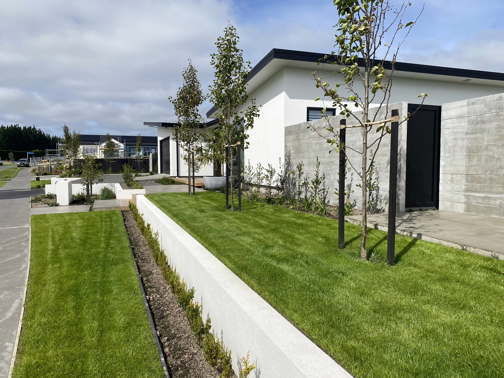 Modern landscape design featuring Pyrus calleryana 'Slim Jim' trees lining a lush green lawn with a low white retaining wall. The trees add vertical interest to the clean lines of the contemporary white homes.