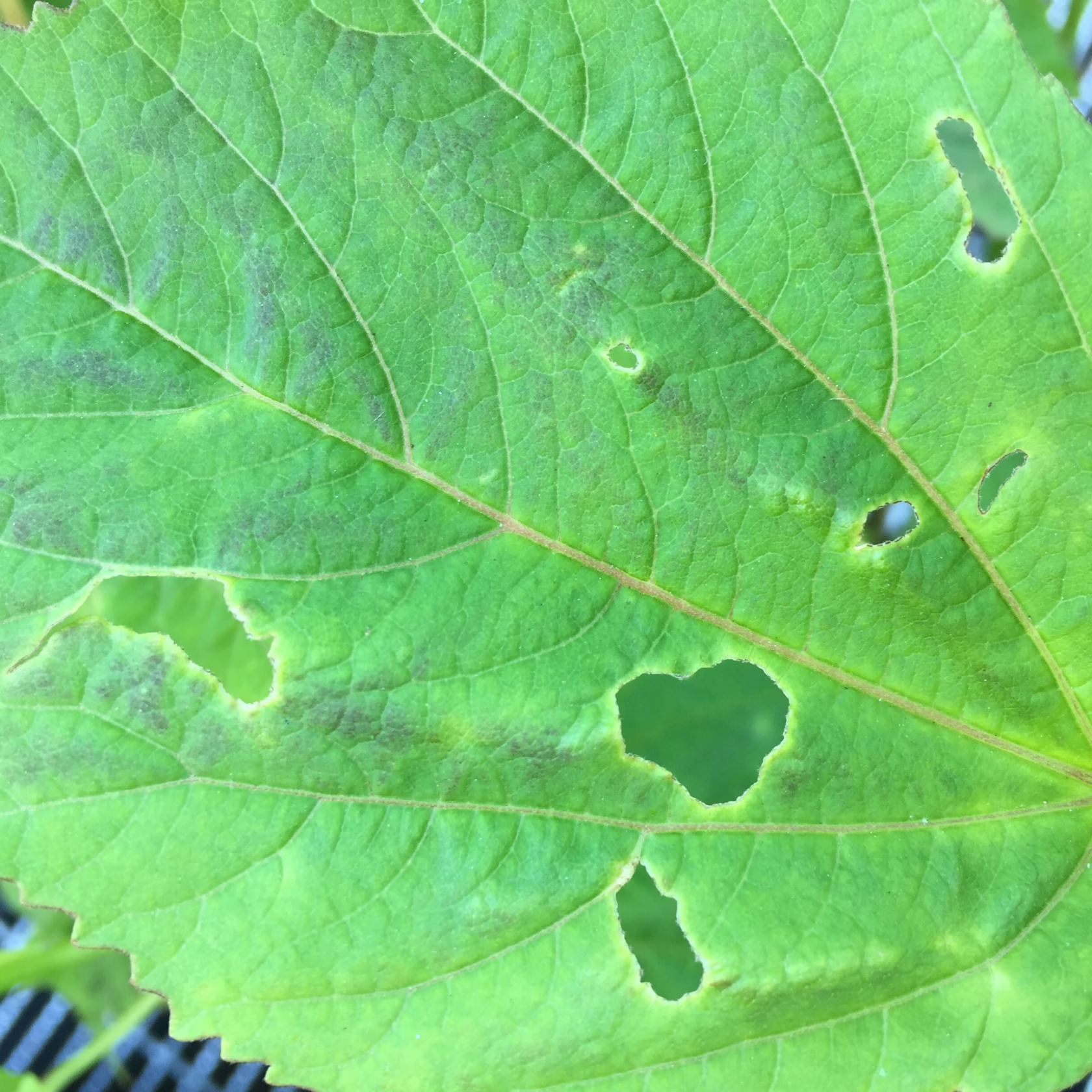 Close-up of a green leaf showing damage likely caused by grass grub beetle feeding. Note the irregular holes and discoloration on the leaf surface.