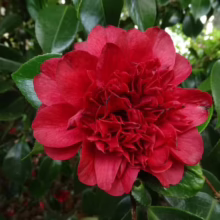 Deep red Camellia japonica 'Volcano' bloom with layered petals, surrounded by glossy green leaves