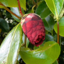 Camellia japonica 'Volcano' bud. Deep red, tightly layered petals form a unique, textured flower about to bloom. Surrounded by glossy green leaves.