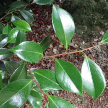 Camellia japonica 'Volcano' foliage: Glossy, deep green leaves on reddish stems, showcasing healthy growth and vibrant color.