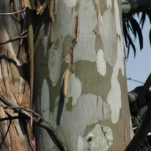 Eucalyptus nitens trunk close-up: mottled bark reveals patterns of white, green, and brown, creating a camouflage-like effect.