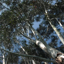 Eucalyptus nitens, also known as silver gum, showing smooth white bark and upward reaching branches against a blue sky. A fast-growing Australian hardwood tree.