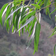 Eucalyptus nitens branch with long, slender, green and silver leaves hanging gracefully.