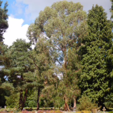 Eucalyptus nitens tree with slender, lance-shaped leaves, standing tall among other trees and heather in a cemetery setting