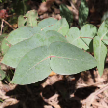 Eucalyptus nitens leaves: Rounded, blue-green foliage with red veins, showcasing the plant's unique texture and color.