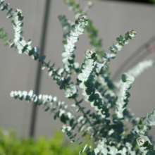 Eucalyptus pulverulenta 'Baby Blue' foliage: rounded, silvery-blue leaves on delicate branches, adding a touch of rustic charm.