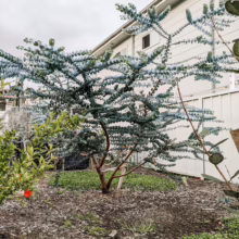 Eucalyptus pulverulenta 'Baby Blue' tree: round, silvery-blue leaves create a striking display in a garden setting.