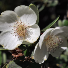 Eucryphia lucida: Two pristine white flowers with distinctive stamens, set against lush green foliage.