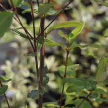 Eucryphia lucida close-up: glossy green leaves and reddish-brown stems of a young plant.