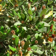 Eucryphia lucida bush featuring small, glossy green leaves and brown seed pods
