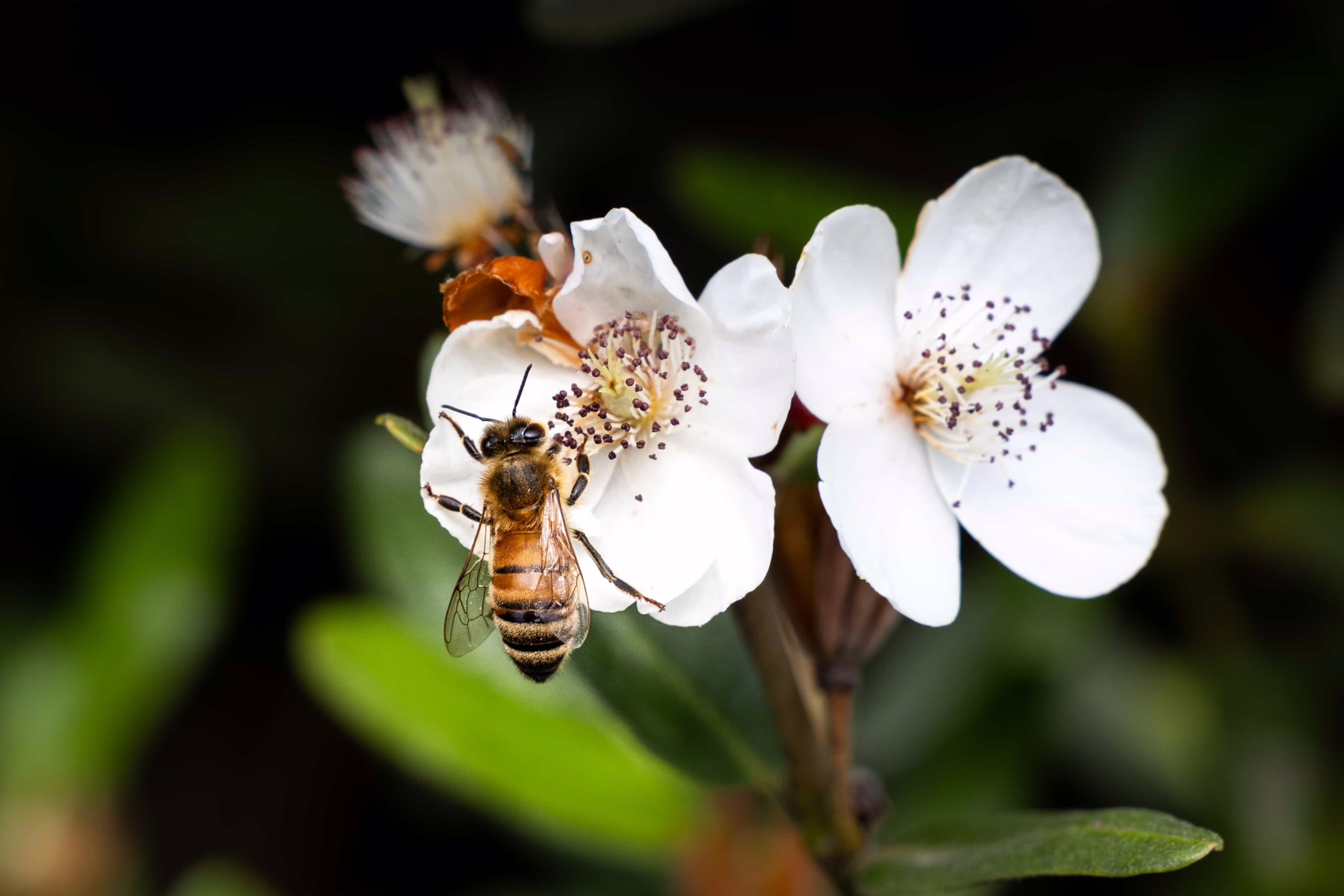 Bee on Eucryphia lucida flower. Close-up of bee pollinating a white blossom with intricate stamen details.