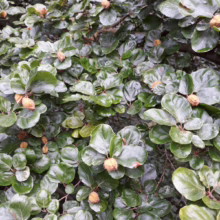 Fagus sylvatica 'Cockleshell' foliage: Glossy, rounded green leaves with small, spiky seed pods on a dense shrub.