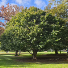 Fagus sylvatica 'Cockleshell' tree with dense green foliage in a park, showcasing its broad, rounded shape.