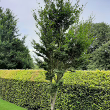 Fagus sylvatica ‘Cockleshell’ tree with vibrant green leaves, standing tall against a lush green hedge in a garden setting