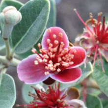 Feijoa 'Bambina' flower close-up: red petals surround a burst of pink stamens, with silvery-green leaves and buds.