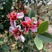Feijoa sellowiana ‘Bambina’ blooms: pink & white petals surround striking red stamens, with oval green leaves.