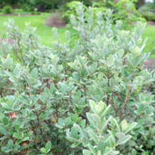 Feijoa sellowiana 'Bambina' shrub with small, rounded, silvery-green leaves densely packed on reddish-brown stems in a garden setting.