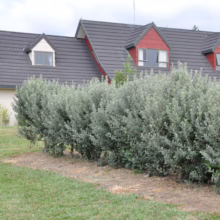 Feijoa 'Bambina' hedge with distinctive silver-green foliage, creating a lush, compact privacy screen in front of a house.